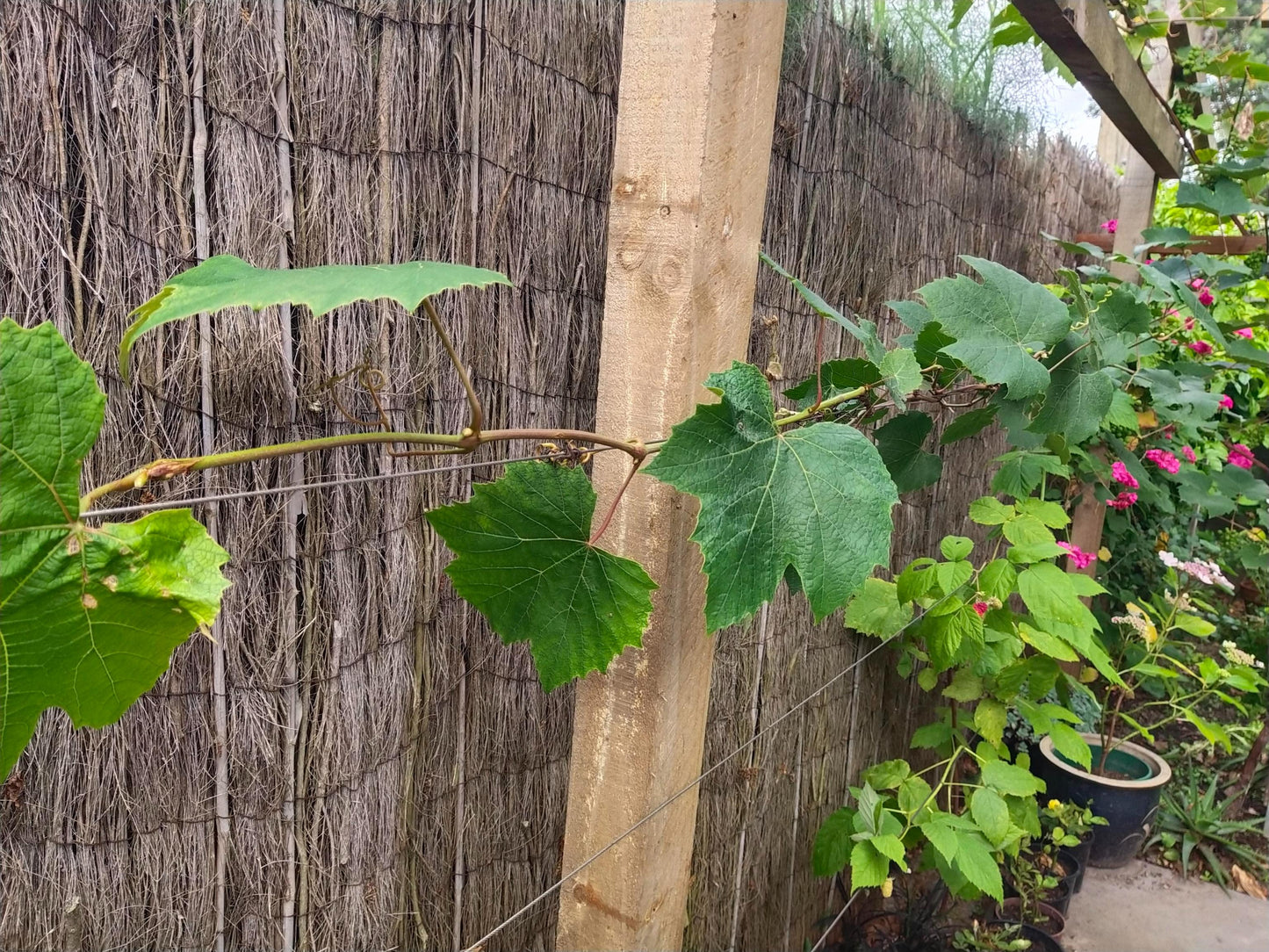 Espalier Set, make your own Espalier: SET with screw eyes: stainless parts will last forever