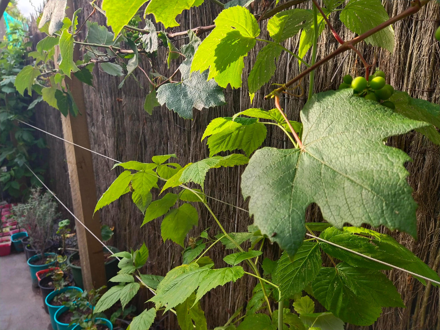 Espalier Set, make your own Espalier: SET with screw eyes: stainless parts will last forever